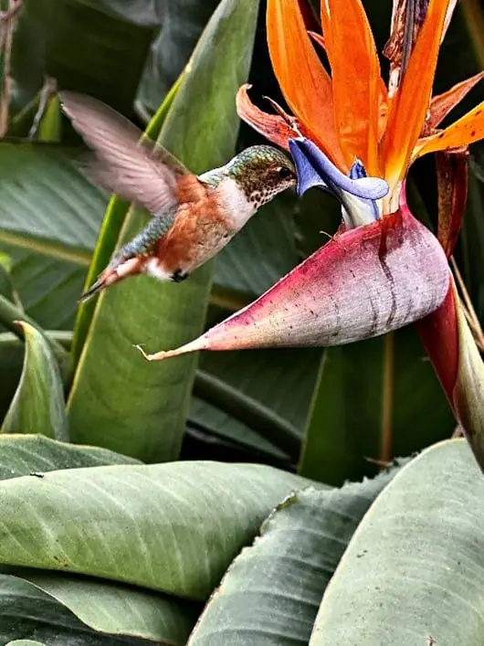 cuadro de pájaros y flores