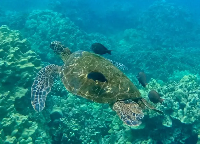 tortuga en el océano