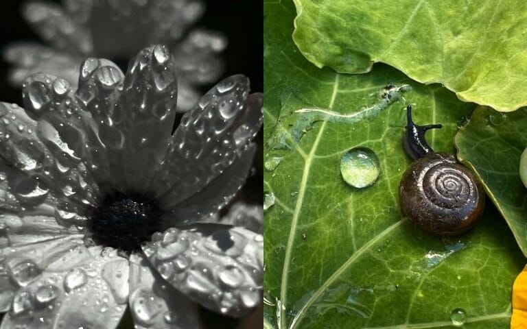 Un caracol descansa sobre una flor vibrante, mostrando la belleza de la naturaleza en dos imágenes cautivadoras.