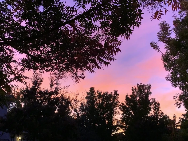 Imagen de una puesta de sol con árboles